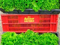 Horticultura