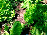 Horticultura